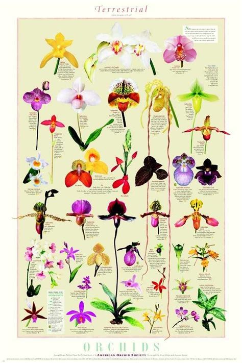 orchid personality.